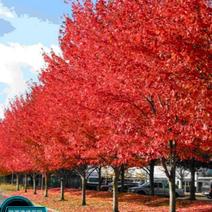 美国红枫城市公园小区别墅美化绿化彩叶苗木行道树种基地供货