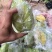 漳州甜杨桃孕妇不二选的水果果大水分充足