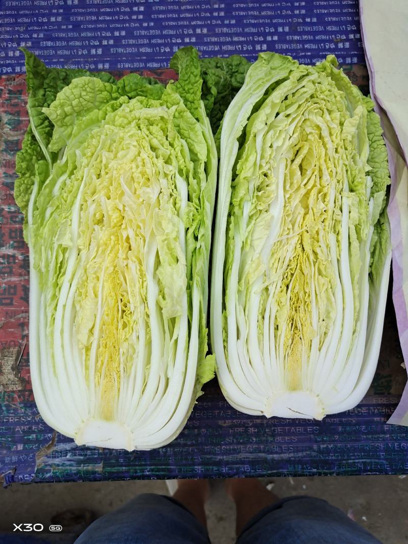 《精选》黄心白菜，精品大白菜货源充足大量供应，质量保证