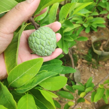 释迦果苗番荔枝苗佛头果苗,带土带叶发货包邮