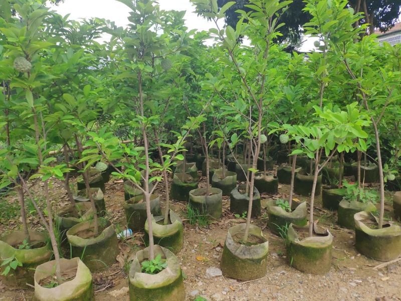 释迦果苗番荔枝苗佛头果苗，带土带叶发货包邮