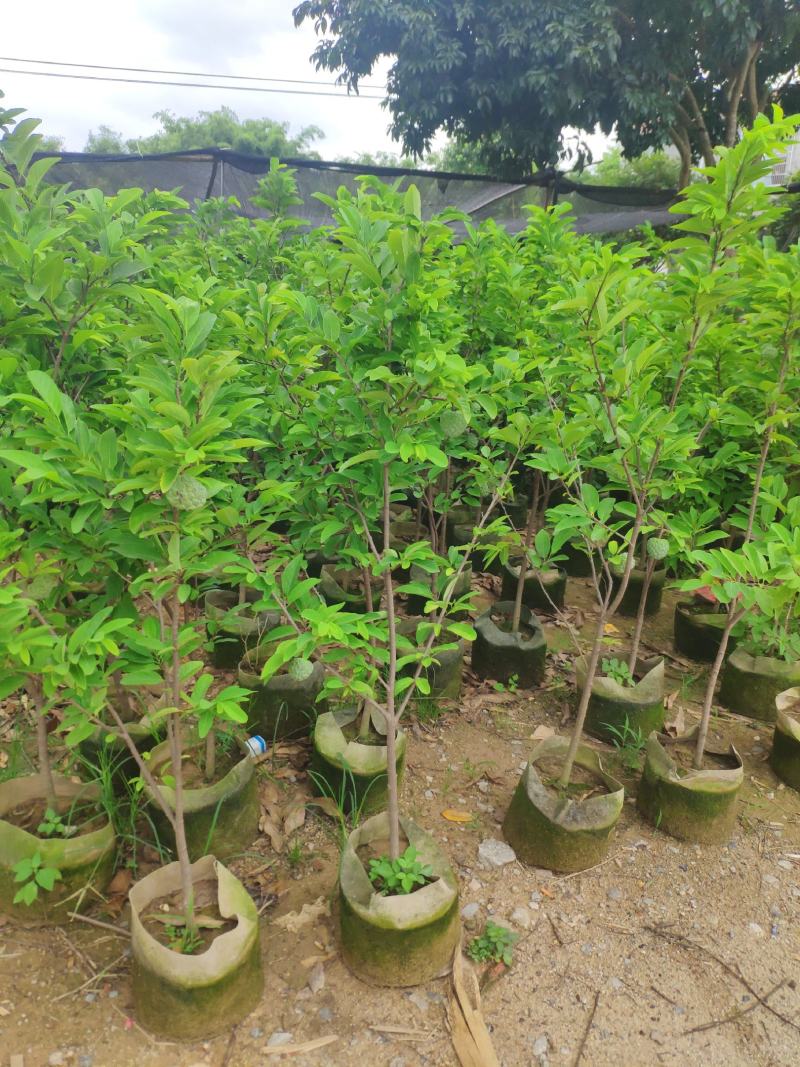 释迦果苗番荔枝苗佛头果苗，带土带叶发货包邮