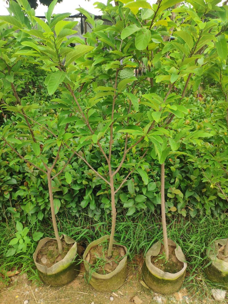 释迦果苗番荔枝苗佛头果苗，带土带叶发货包邮