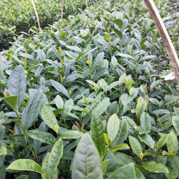 特早奶白茶苗