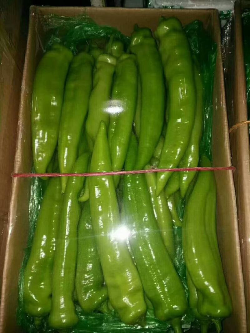 精品尖椒，一手货源，大量供应，保质保量！货源充足