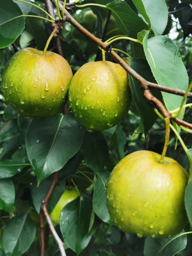 玉露香梨🍐口感脆甜可口汁多肉细嫩