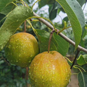玉露香梨🍐口感脆甜可口汁多肉细嫩