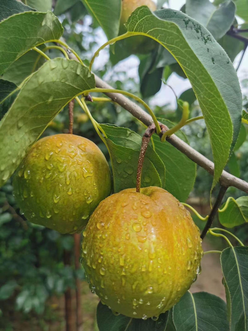 玉露香梨🍐口感脆甜可口汁多肉细嫩