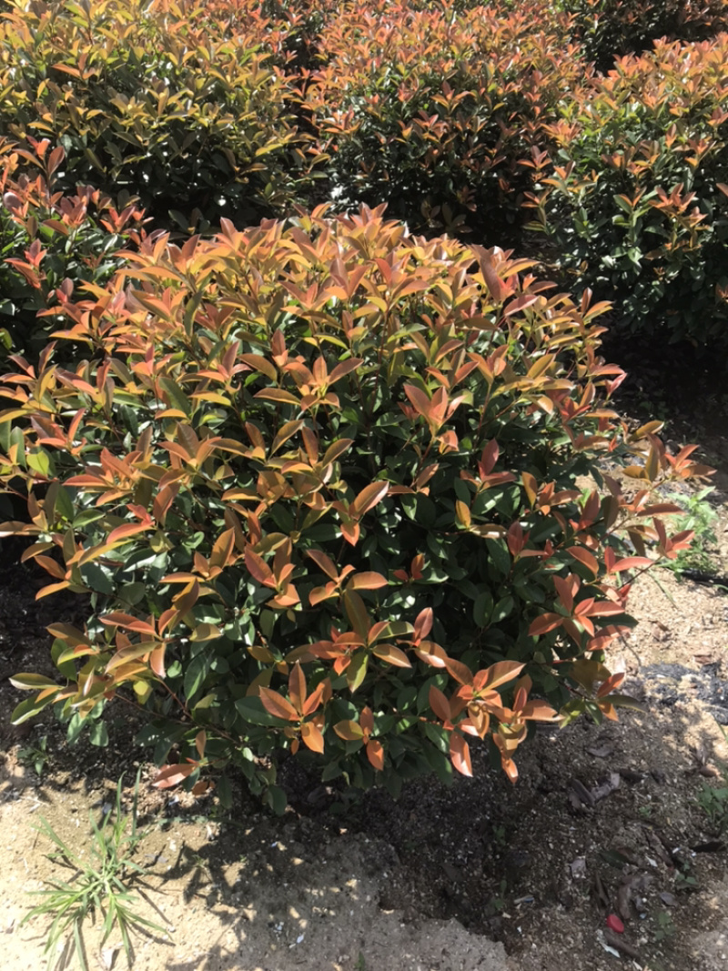 红叶石楠球60-150cm小杯大杯大桶规格齐全