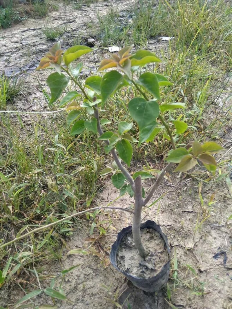 供应：大量各种规格的三角梅