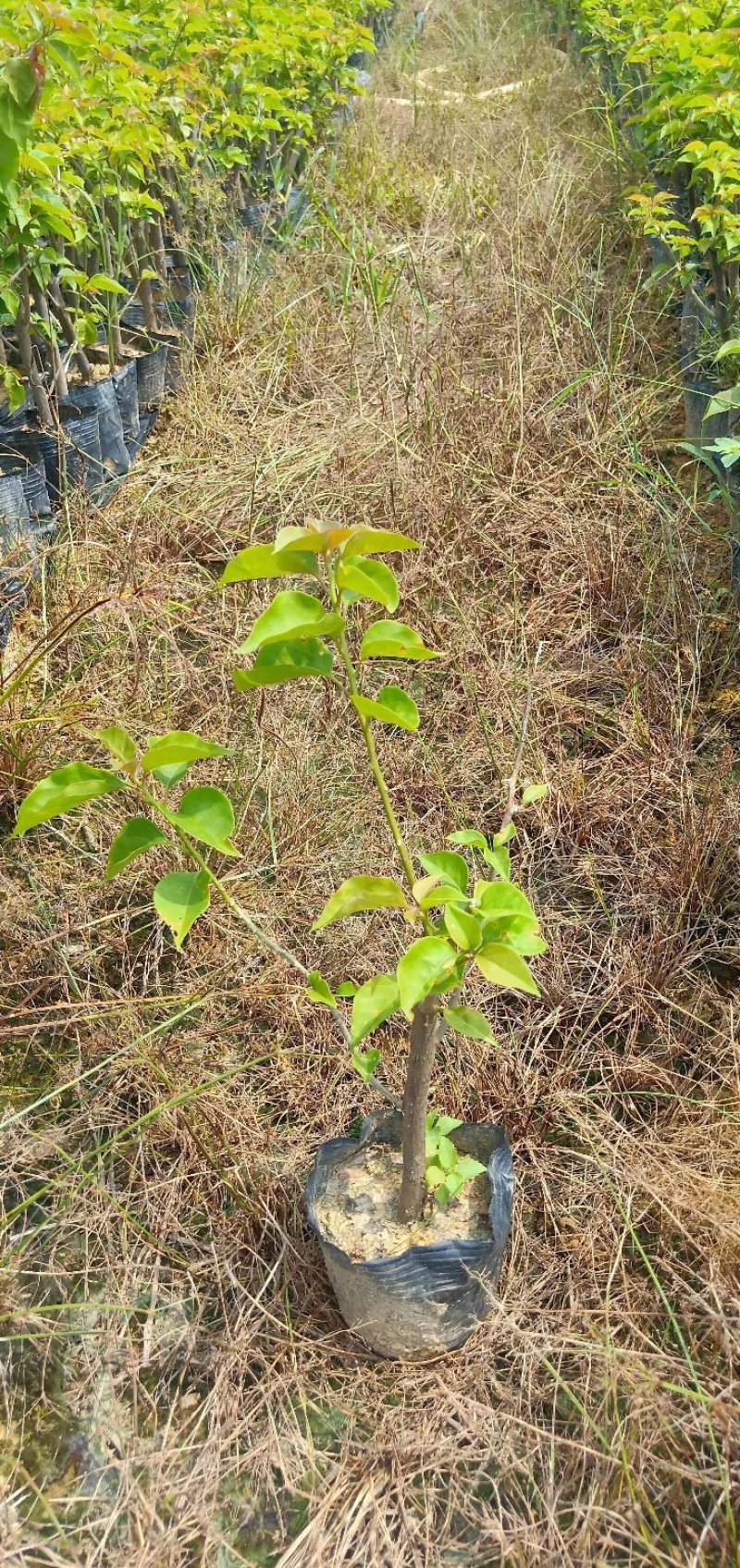 供应：大量各种规格的三角梅