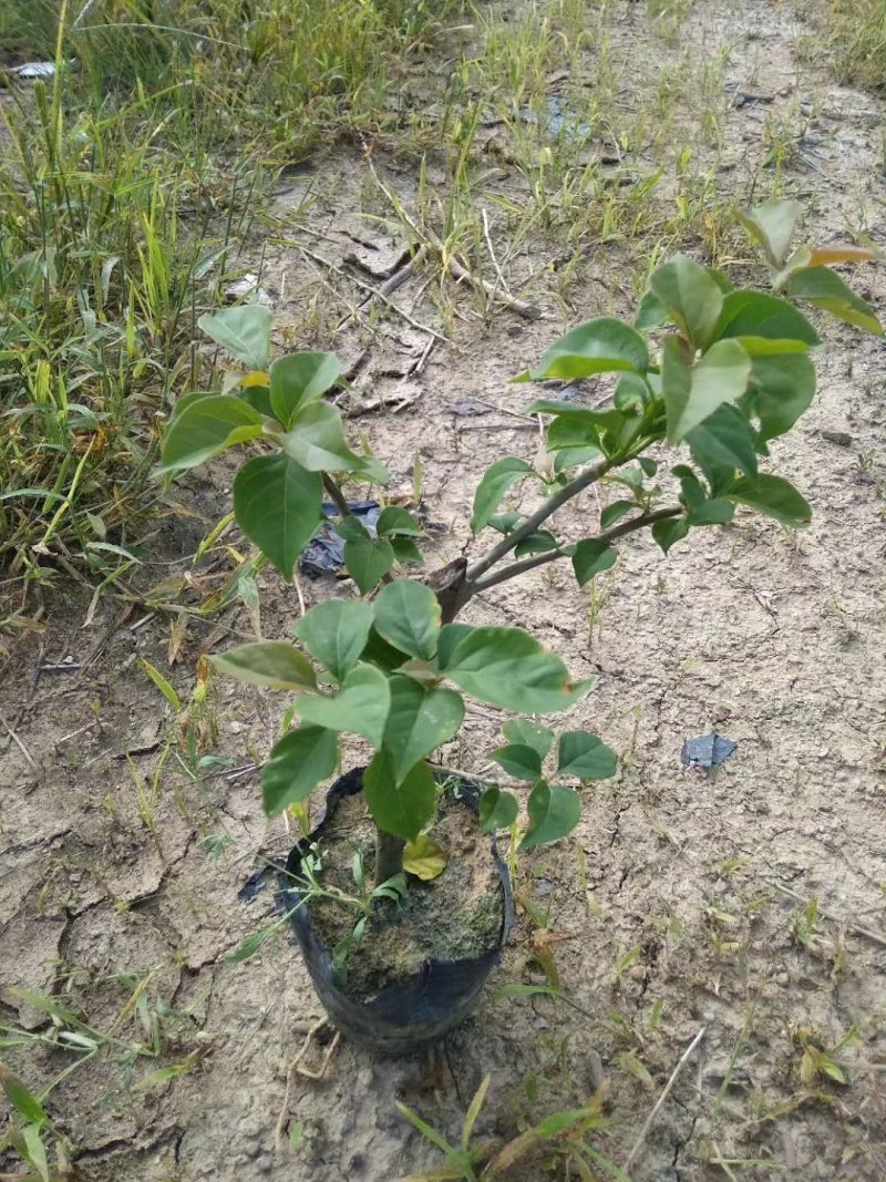 供应：大量各种规格的三角梅