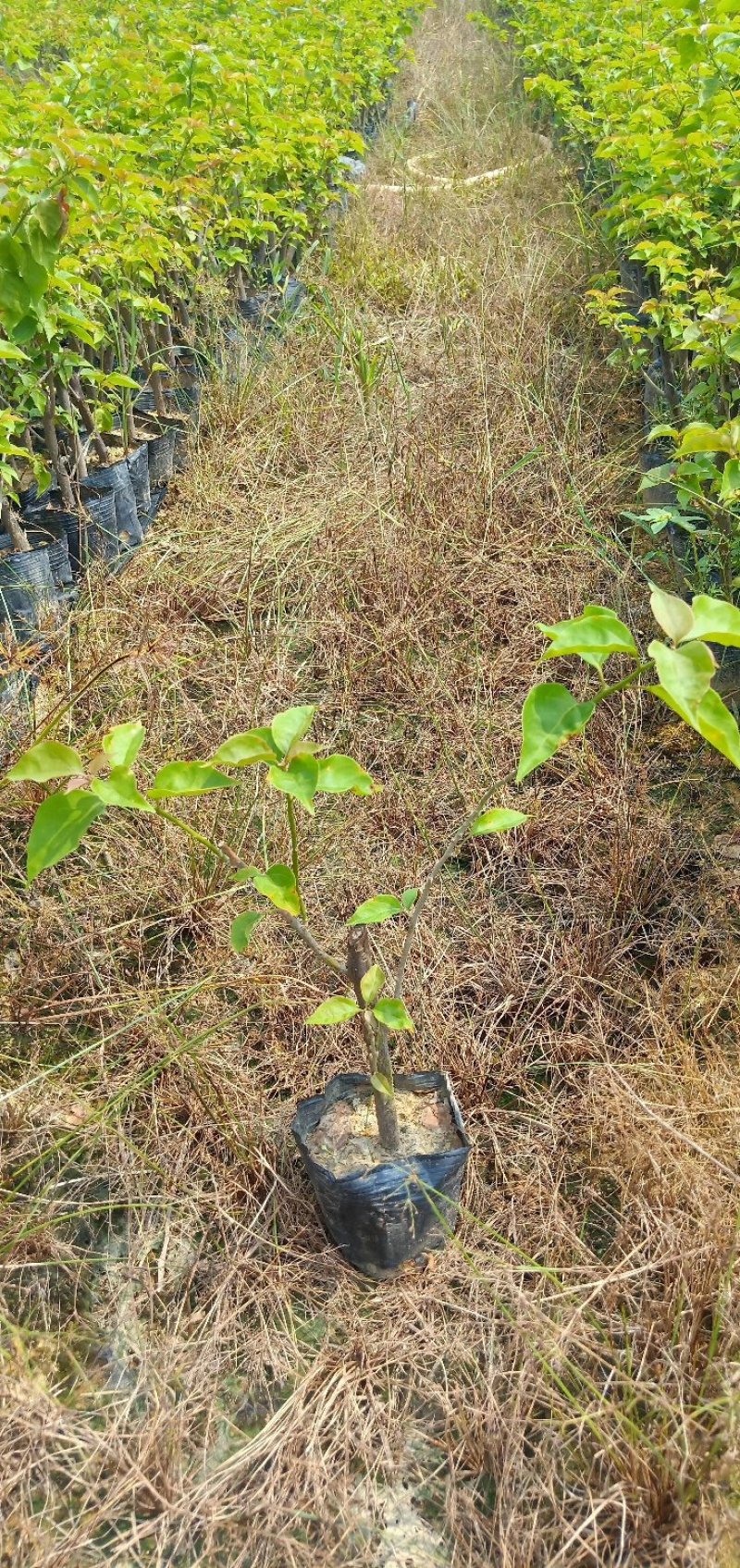 供应：大量各种规格的三角梅