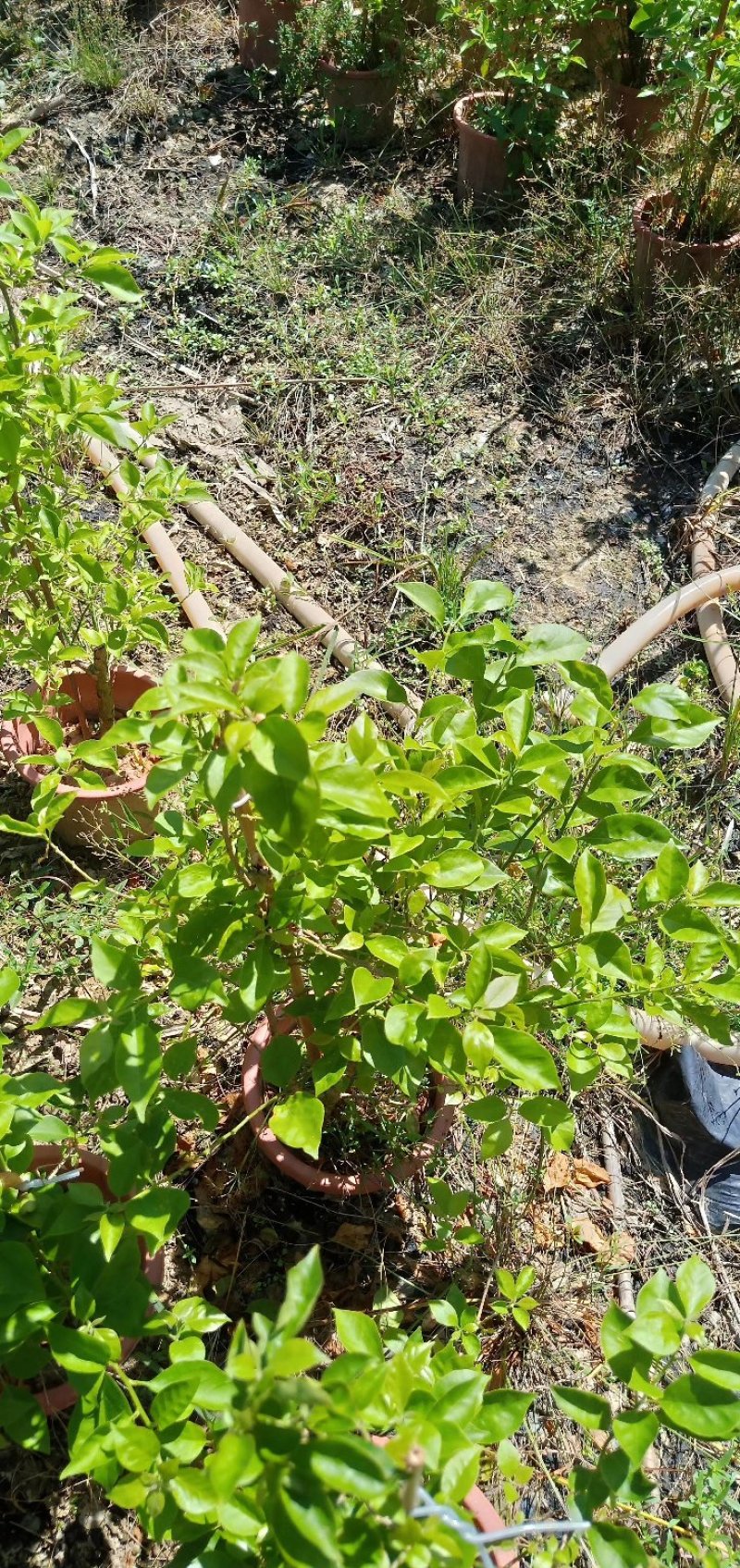 供应：大量各种规格的三角梅