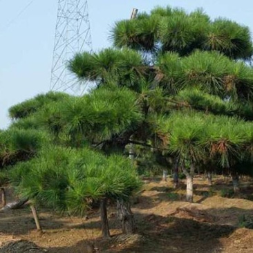 造型黑松观赏松景观松平顶松基地直供价格美丽