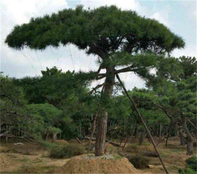 造型黑松观赏松景观松平顶松基地直供价格美丽