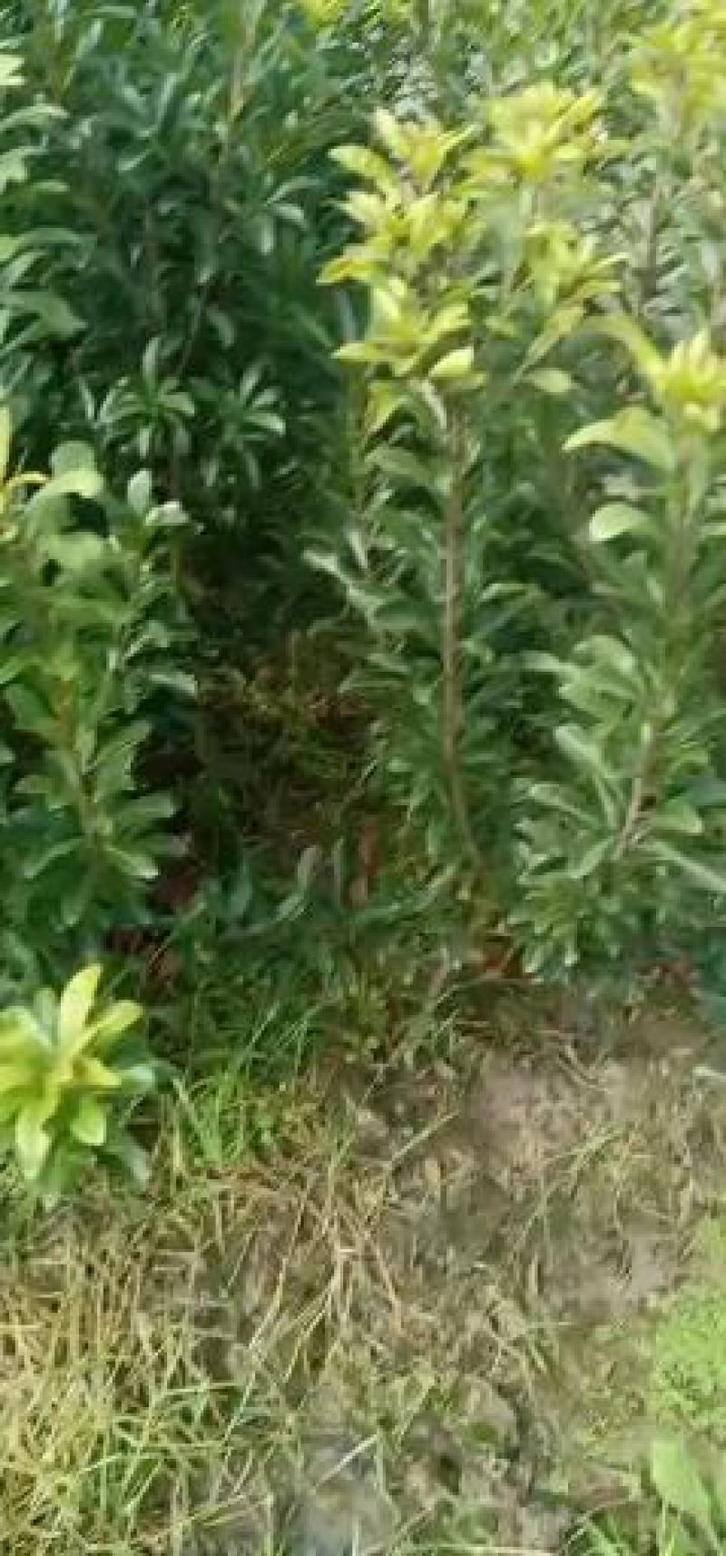 杨梅苗需要的联系我黄