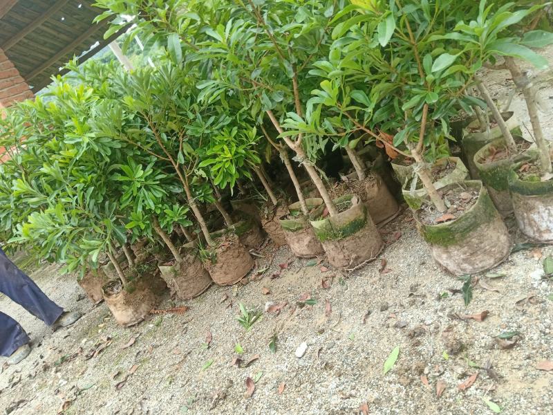 杨梅苗需要的联系我黄