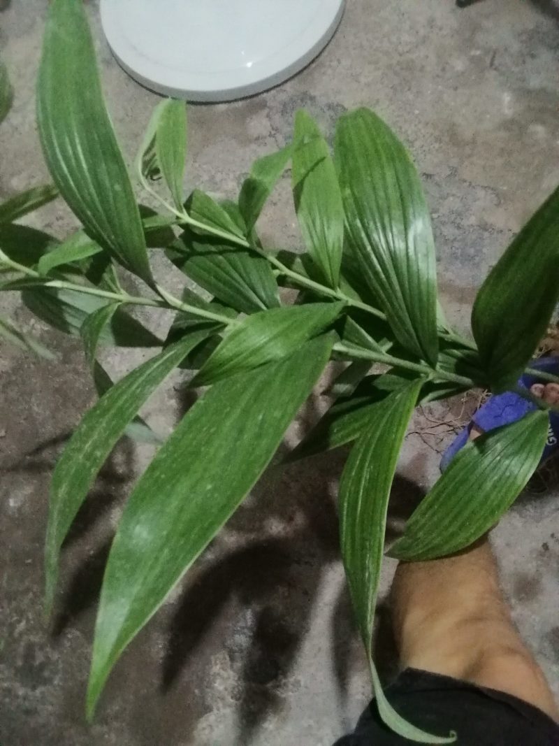 黄精鲜货姜形甜黄精大量有货甜黄精