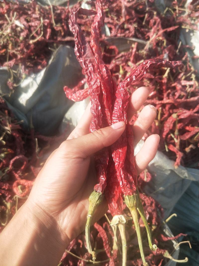 二荆条。新疆二荆条，条形好，颜色亮。产地一收货