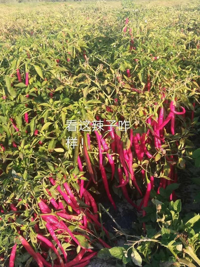 二荆条。新疆二荆条，条形好，颜色亮。产地一收货