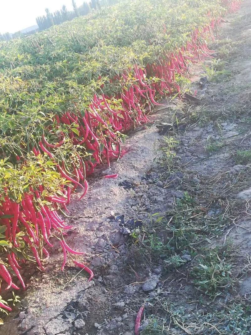 二荆条。新疆二荆条，条形好，颜色亮。产地一收货