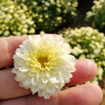 八月菊花鲜花到了采摘期，欢迎有需求老板惠顾