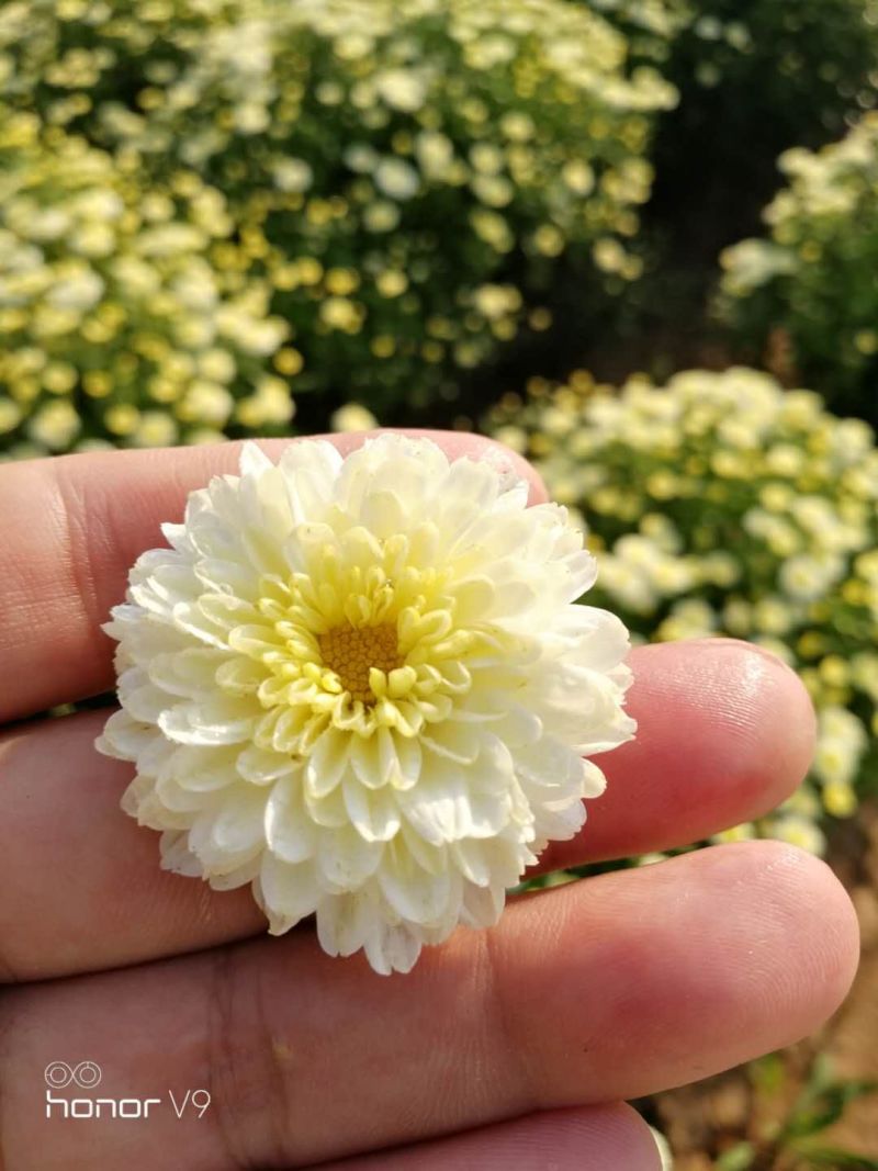 八月菊花鲜花到了采摘期，欢迎有需求老板惠顾