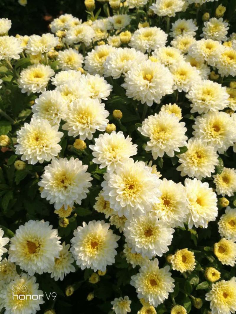 八月菊花鲜花到了采摘期，欢迎有需求老板惠顾