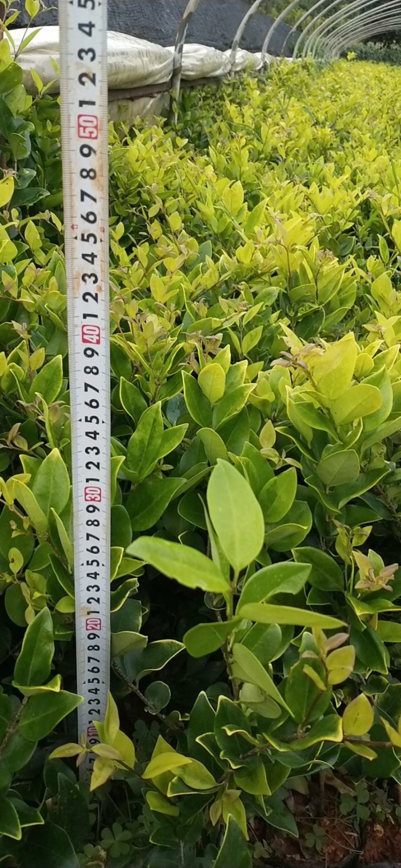 金森女贞/绿化苗木/金森女贞小杯，工程小苗