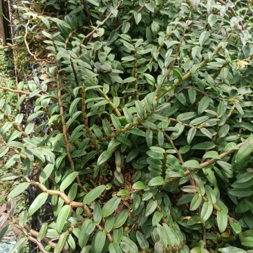 云南高原特色铁皮石斛鲜条大量上市，基地发货