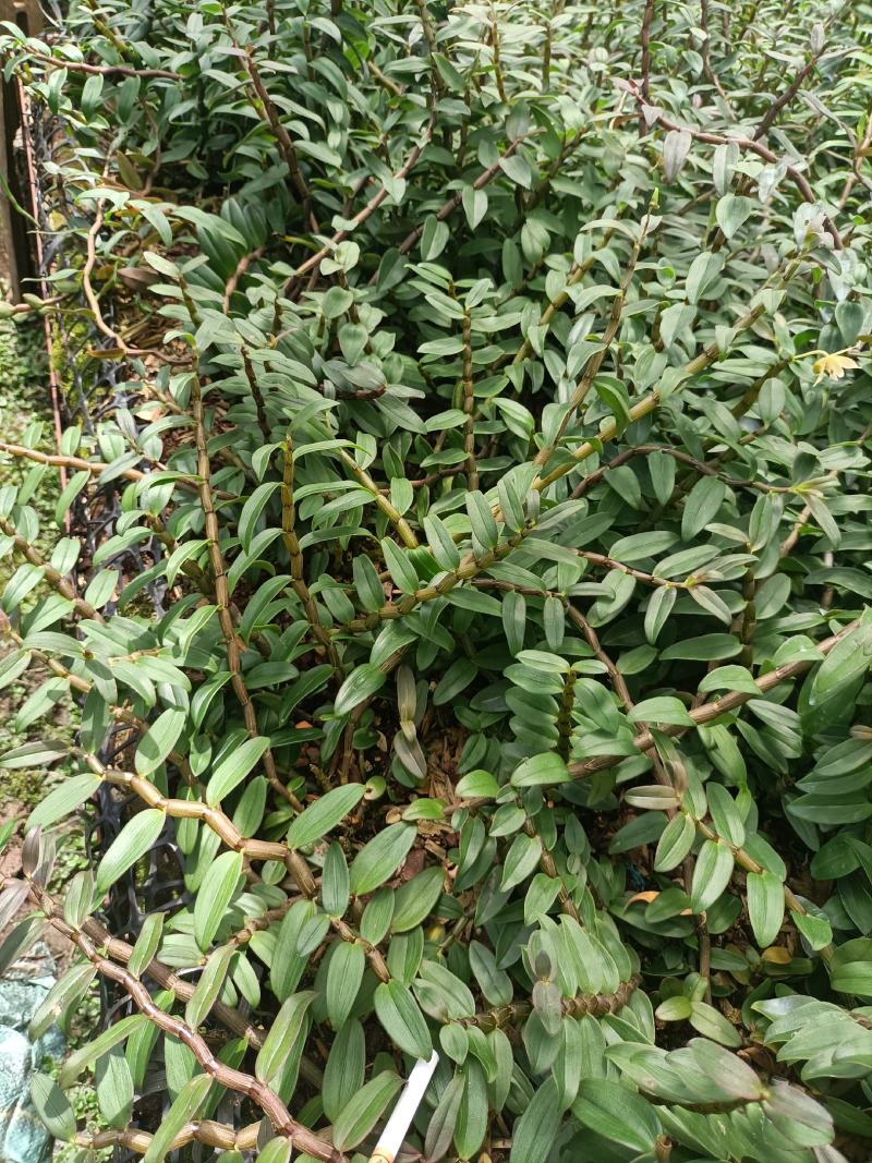 云南高原特色铁皮石斛鲜条大量上市，基地发货