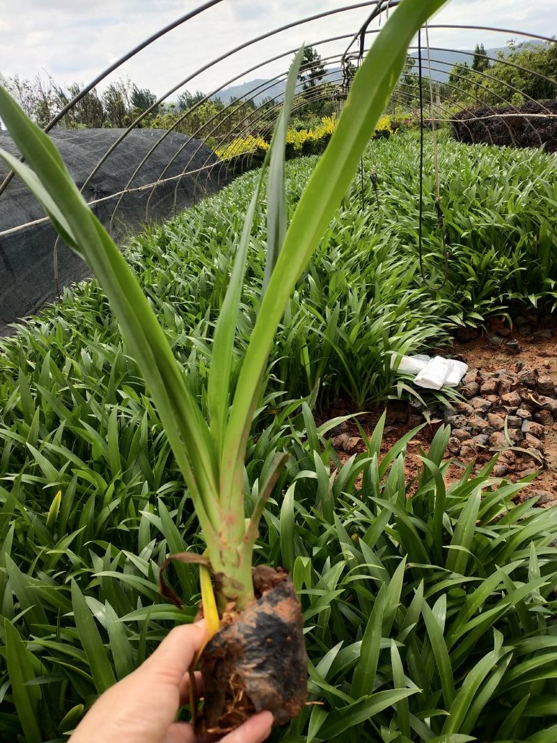 蜘蛛兰/观花植物/绿化苗木