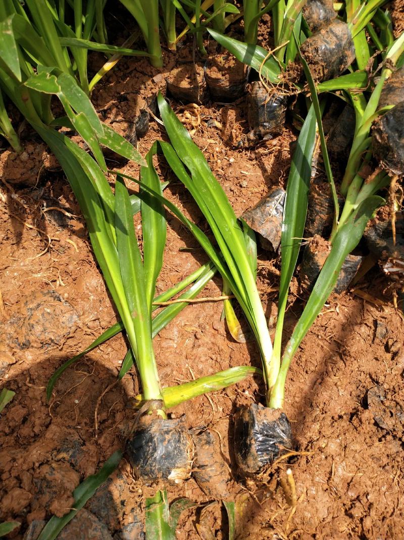 蜘蛛兰/观花植物/绿化苗木