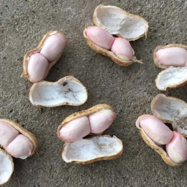 鲜花生小白沙（质量好、货源足）