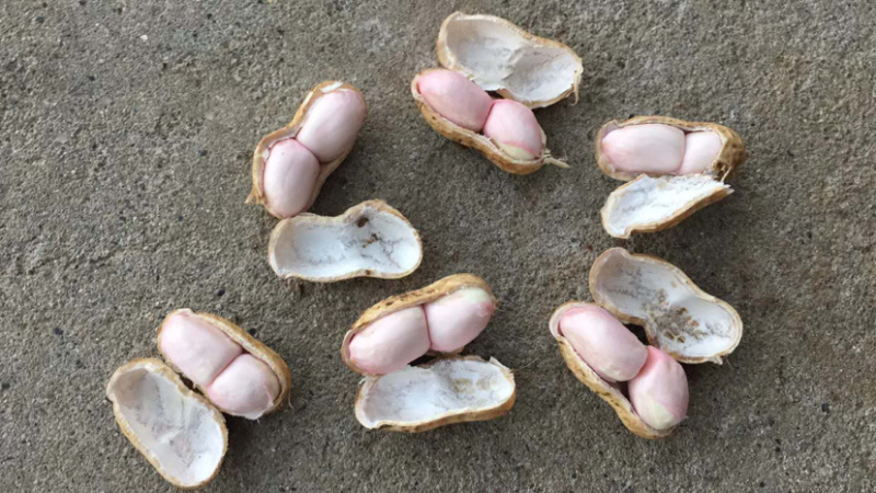 鲜花生小白沙（质量好、货源足）