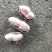 鲜花生小白沙（质量好、货源足）