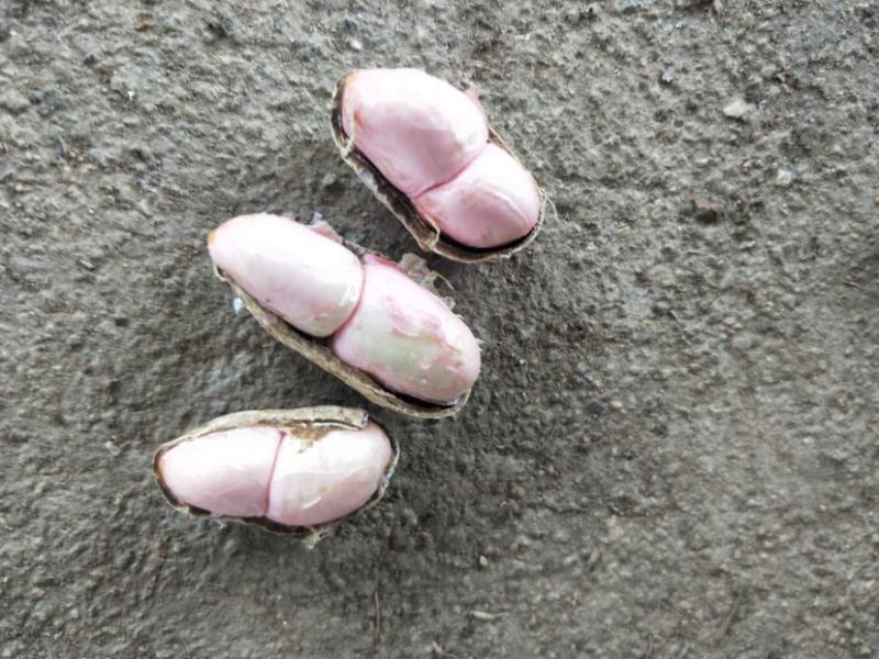 鲜花生小白沙（质量好、货源足）