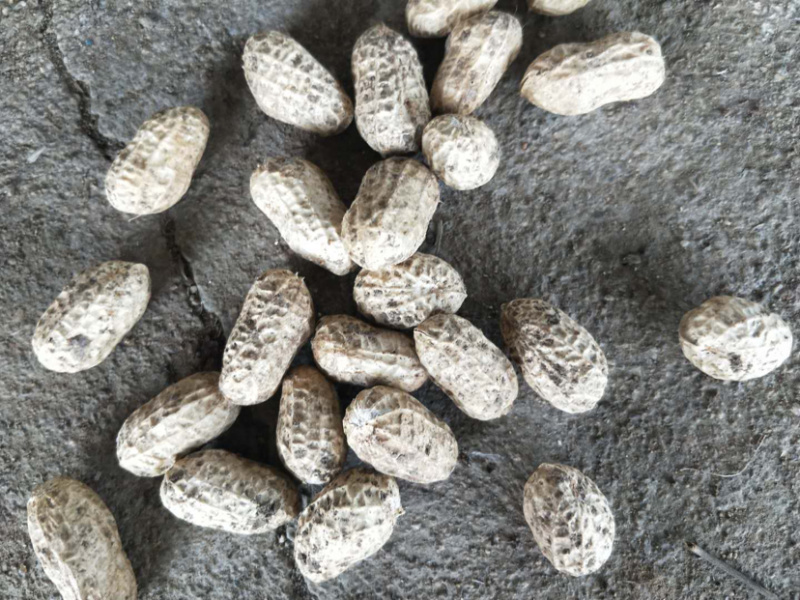 鲜花生小白沙（质量好、货源足）