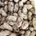 鲜花生小白沙（质量好、货源足）