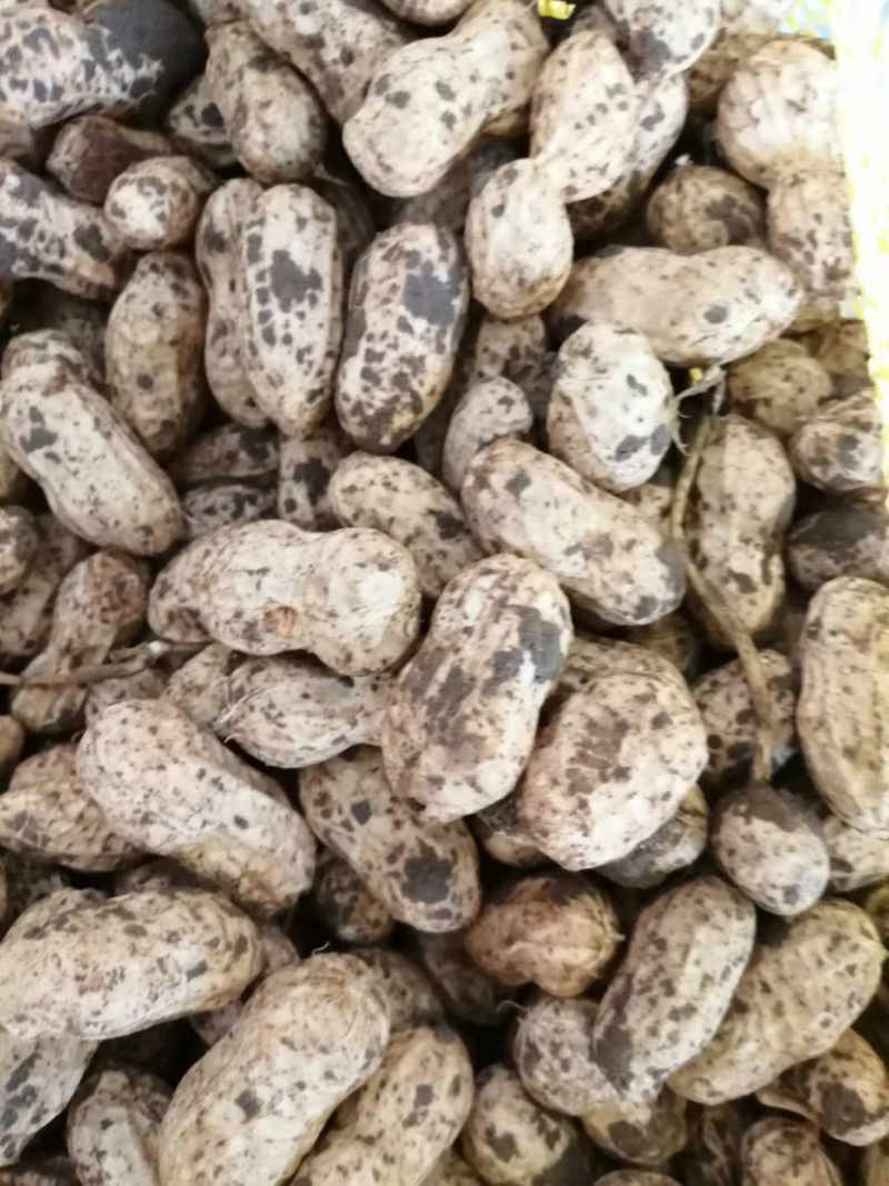 鲜花生小白沙（质量好、货源足）