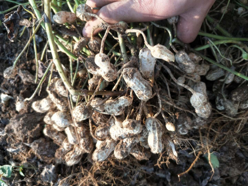 鲜花生小白沙（质量好、货源足）