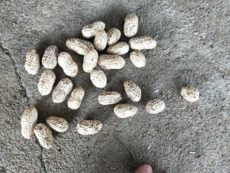 鲜花生小白沙（质量好、货源足）
