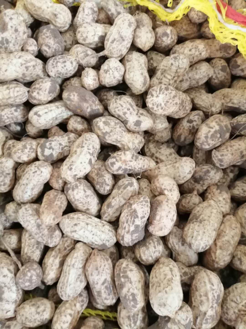 鲜花生小白沙（质量好、货源足）