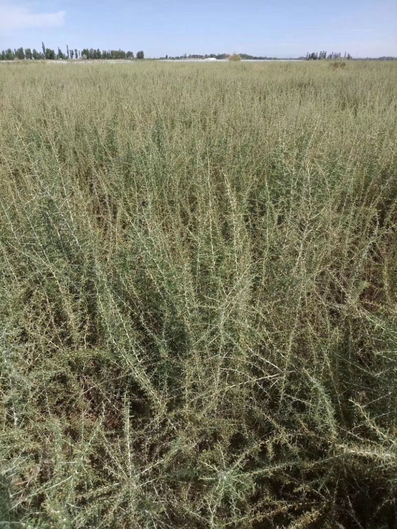 黑枸杞苗木枸杞树黑枸杞树南方北方种植2年苗木抗盐碱土地