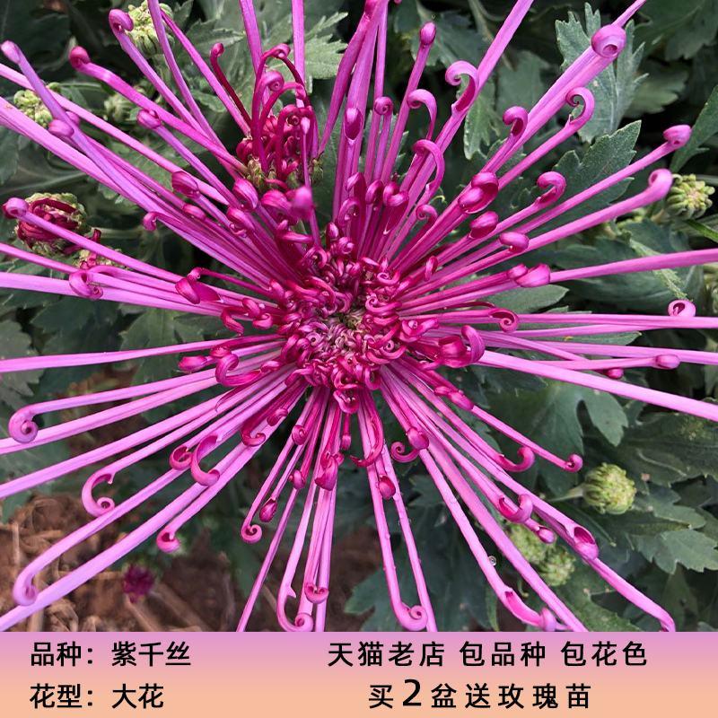 菊花盆栽带花苞四季开花秋菊荷兰菊九月菊庭院阳台花卉植