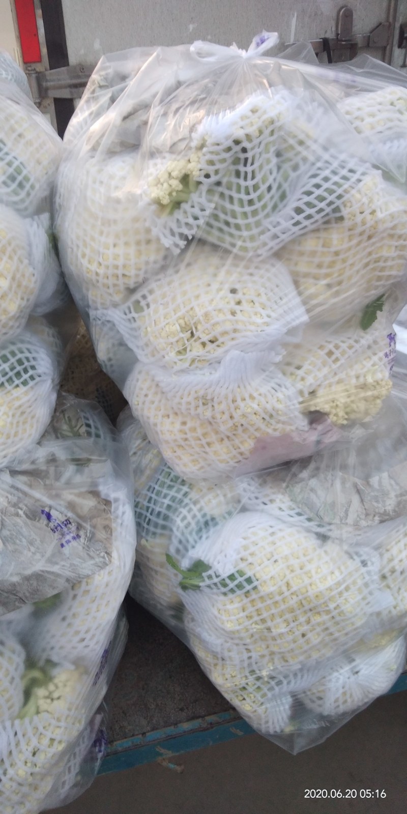 菜花上市，欢迎客户前来视察、咨询合作采购。