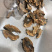 分心木核桃分心木夹心木隔心木分心木实物拍摄