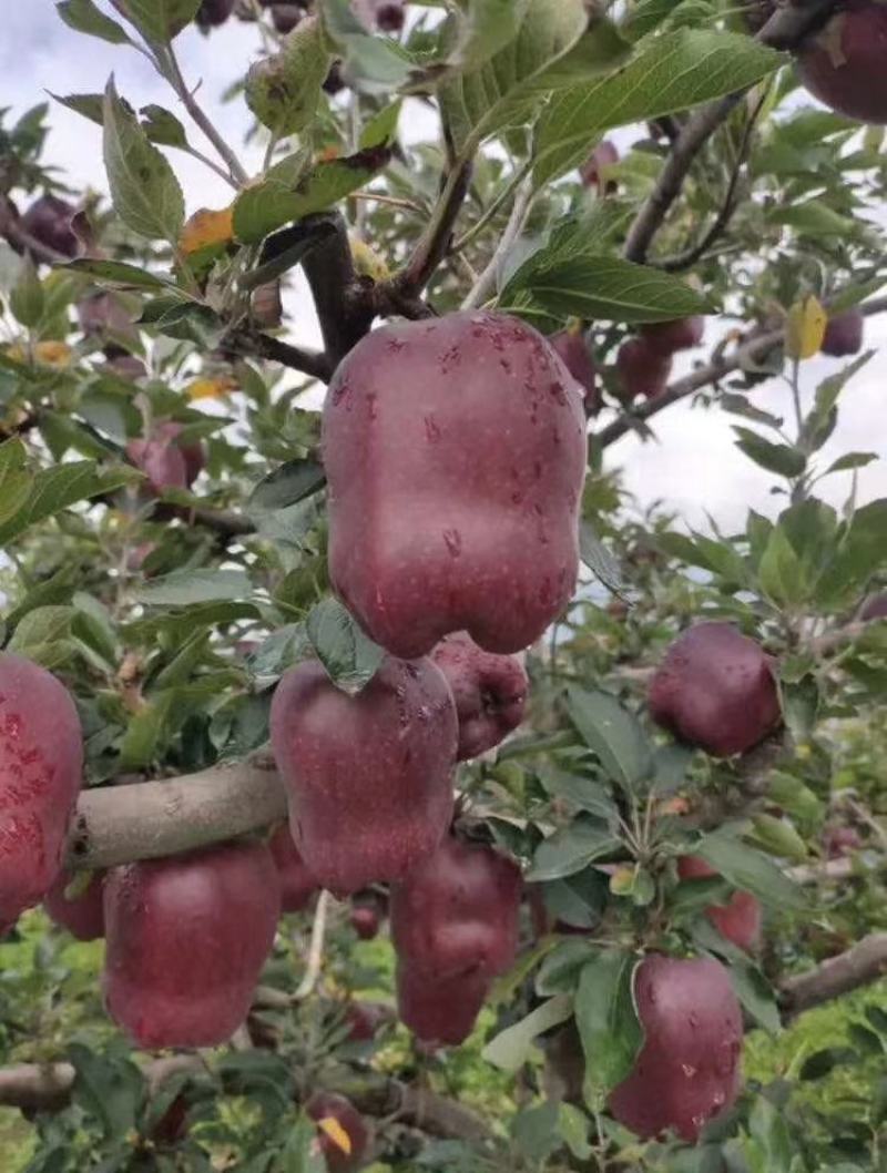 甘肃天水花牛苹果产地直销10斤装包邮一件代发