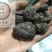 雷丸雷实竹铃芝木连子保庆药业批发雷丸